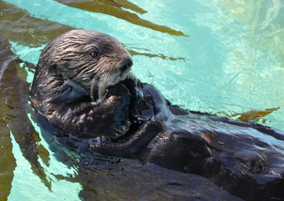 sea otter in pool with kelp