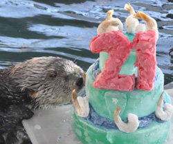 sea otter with frozen seafood "cake"