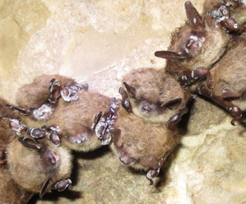 infected bats on cave wall