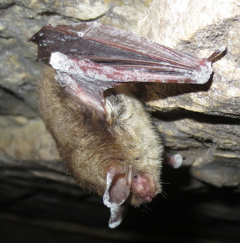 long-eared bat on cave wall