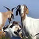 goats-thumb.jpg