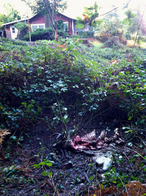 Puma kill site near a house