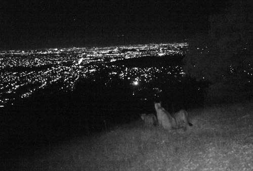 Pumas on a hillside 