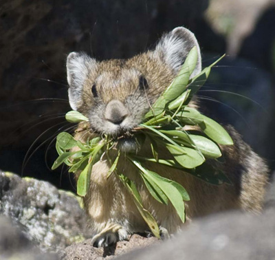 pika with mouth full of green leaves