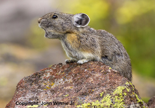 pika calling from top of rock