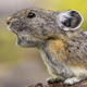 Shrinking range of pikas in California mountains linked to climate change