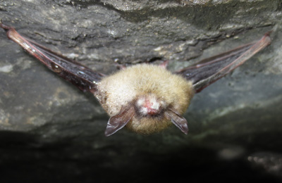 infected bat