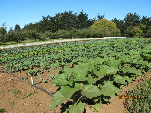 UCSC farm field