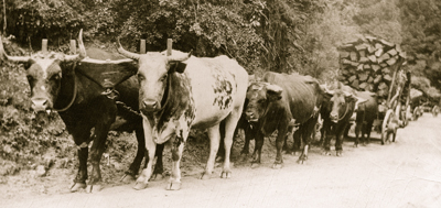 A photo of an ox team on the former Cowell Ranch