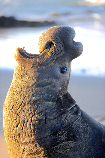 male elephant seal calling