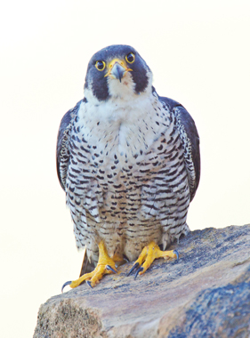 The return of the peregrine falcon in California is due in large part to the Santa Cruz Pr