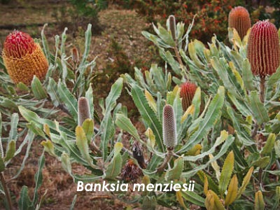 Banksia flowers