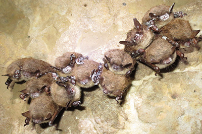 little brown bats in a cave