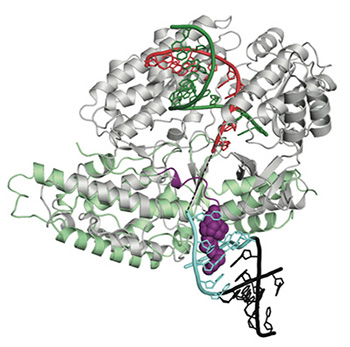 structural model of telomerase