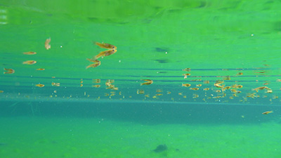 Mosquitofish have been introduced worldwide as a means of mosquito control. (Photo by Kevin Simon)