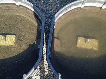 Female-biased populations (right) reduced water clarity compared to male-biased populations (left) due to the trophic cascade. (Photo by Eric Palkovacs)
