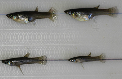 Female mosquitofish (top row) are larger than males and often display a distended abdomen due to pregnancy (mosquitofish are live-bearing fishes). Males are smaller, thinner, and characterized by an elongated gonopodium. (Photo by David Fryxell)