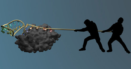 illustration of molecular tug of war