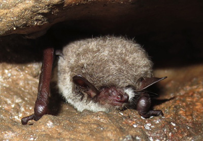 bat with white fungus on face