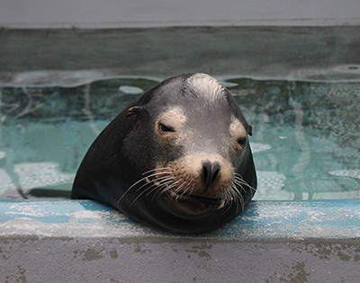 California sea lion in pool
