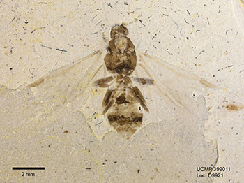 fossil bee