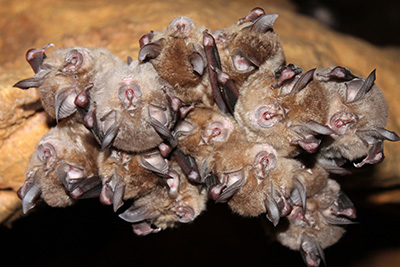 hibernating bats in cave