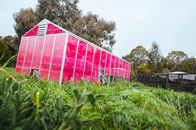 magenta greenhouse in green field