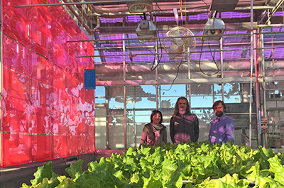 people in greenhouse with lettuce plants