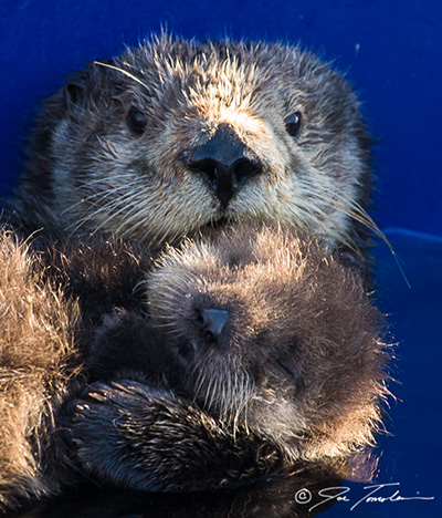 sea otter and pup