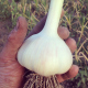 garlic-harvested-80.jpg