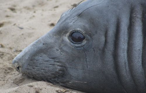 Phyllis the elephant seal (NMFS permit No. 19108)