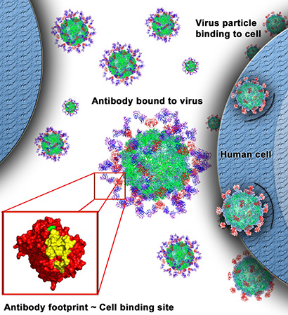 illustration of astroviruses and neutralizing antibodies