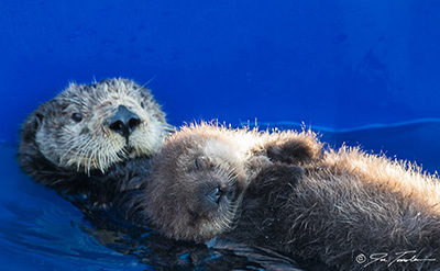 sea otter mom with pup