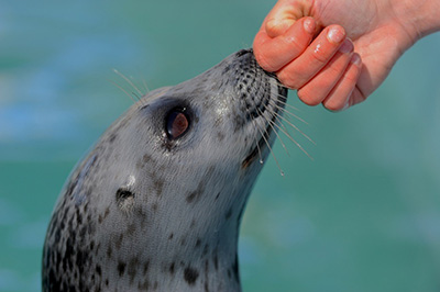 ringed seal touching hand