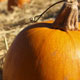 pumpkin-photo-thumbnail