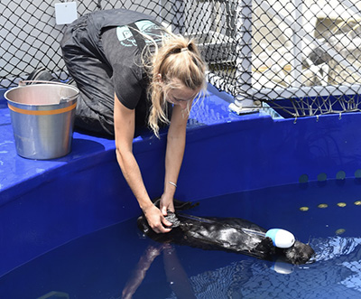 researcher with sea otter