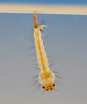 Culex pipiens larva
