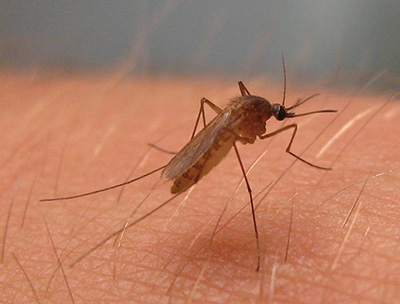 Culex pipiens mosquito