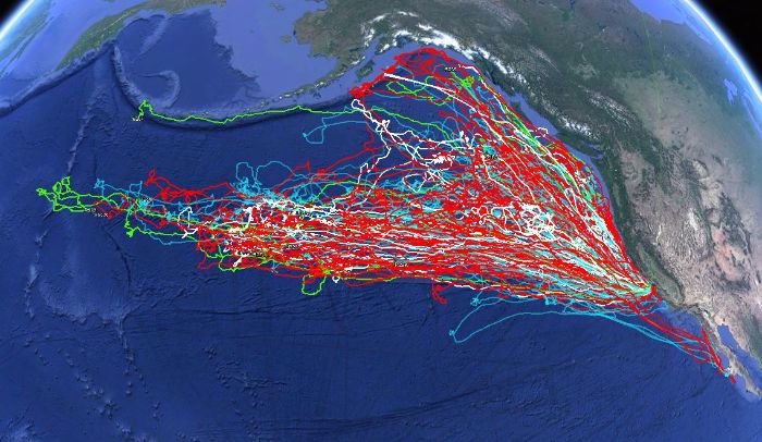 A Google Earth image containing tracks of all 20 seals tagged this year with the four top 