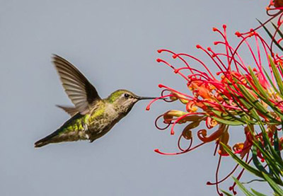 hummingbird at a flower