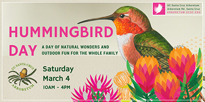 hummingbird day poster