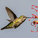 hummingbird-thumb.jpg