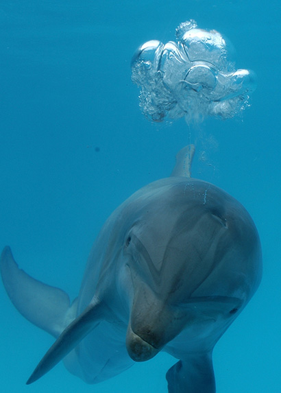 dolphin under water
