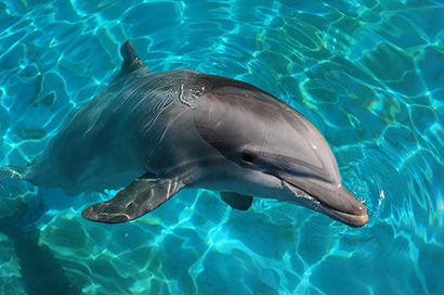 dolphin at surface
