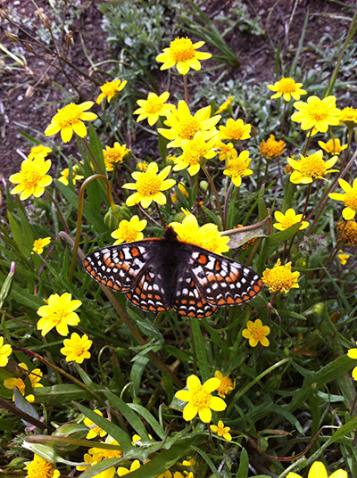 Goldfields with checkerspot butterfly
