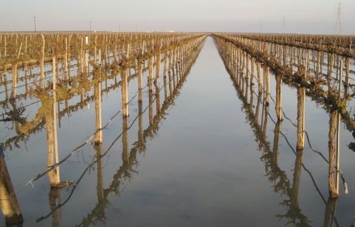 Photo of flooded vineyard