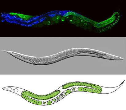 C. elegans images