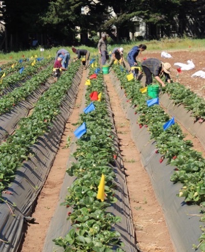Photo of strawberry fields at the UC Santa Cruz Farm