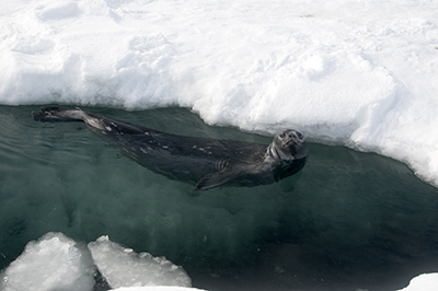 Weddell seal swimming
