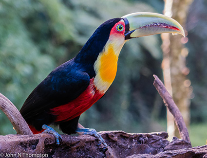green-billed toucan